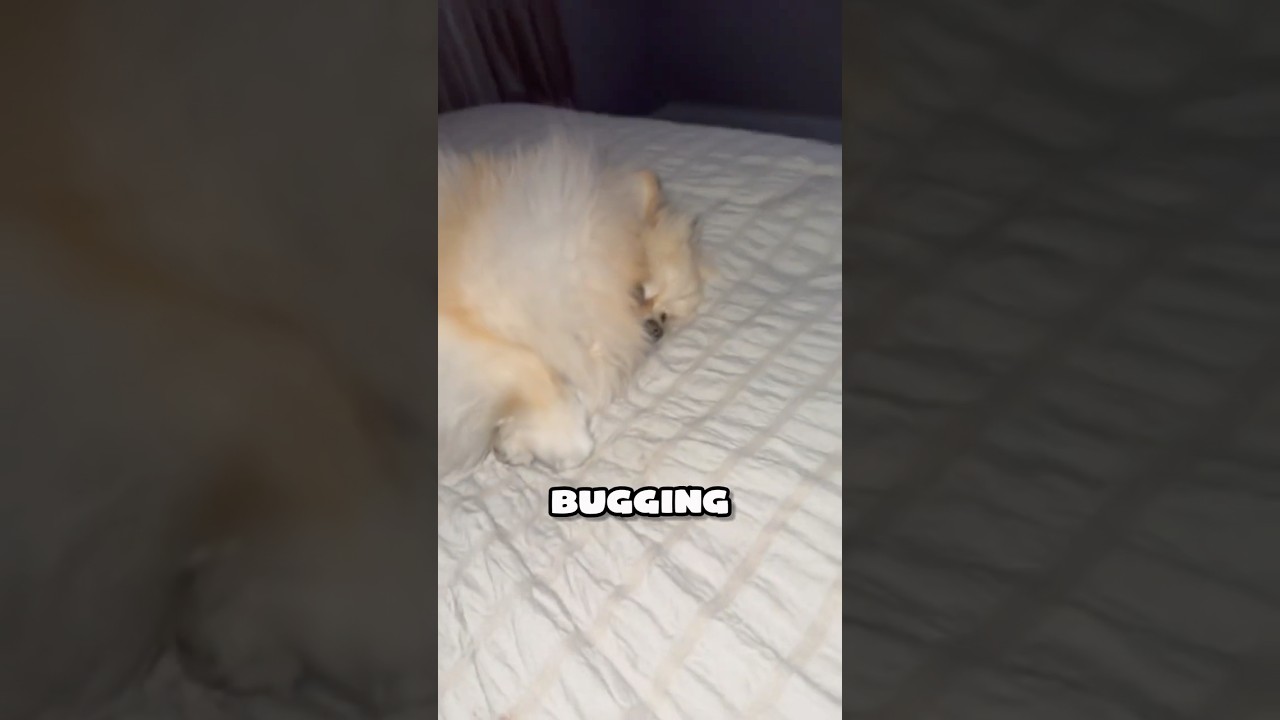 I'm sleeping don't bother me 😂 cute puppy dog 🐶 