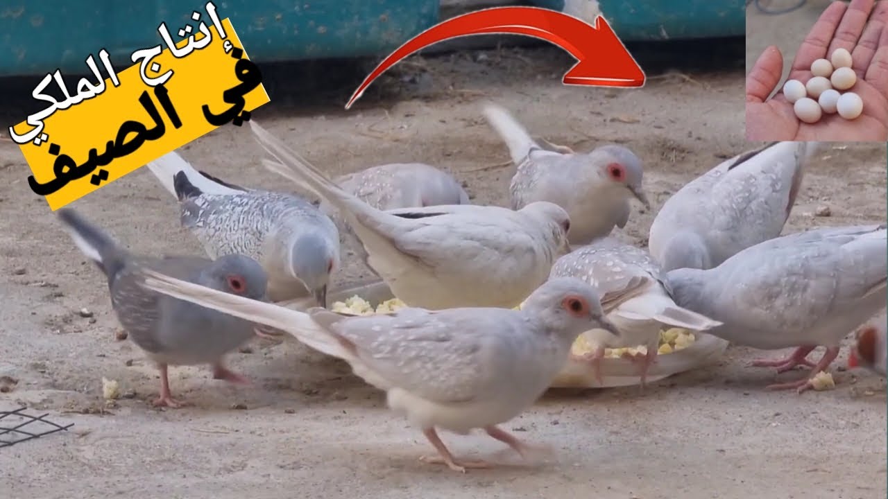 إنتاج الحمام الملكي في فصل الصيف 😢