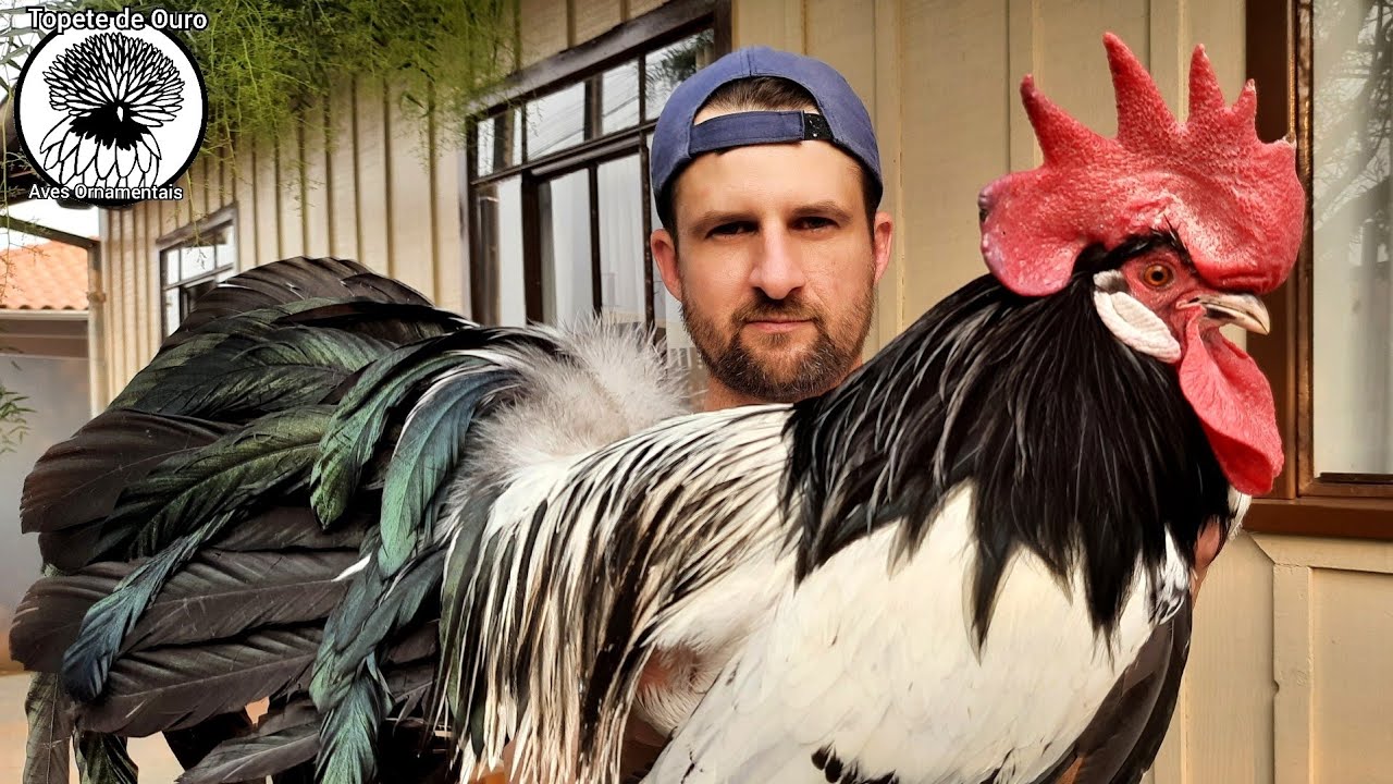 Lakenvelder , uma das raças mais belas que existem 🖤🤍🐓🤍🖤