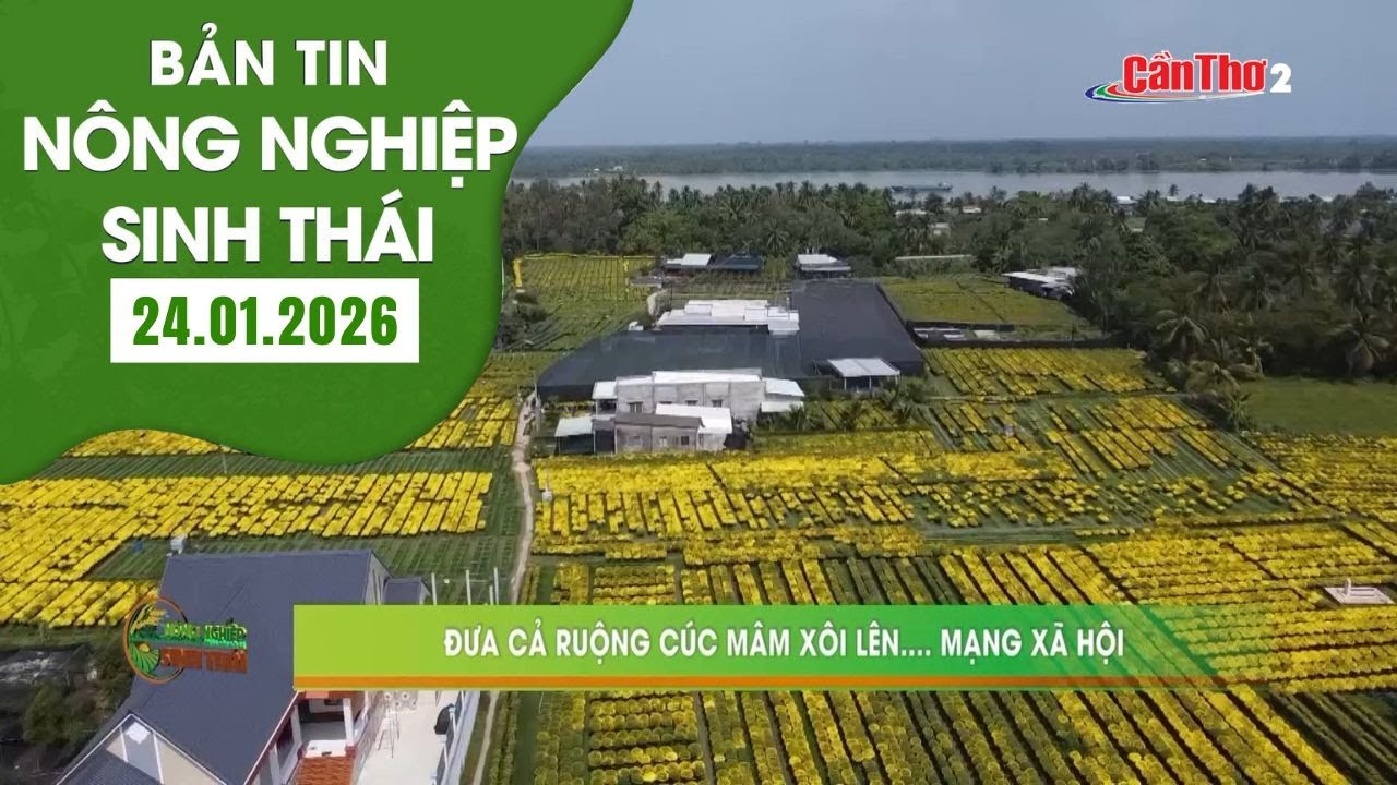 Đưa cả ruộng cúc mâm xôi lên... mạng xã hội | NNST 24.01.2026