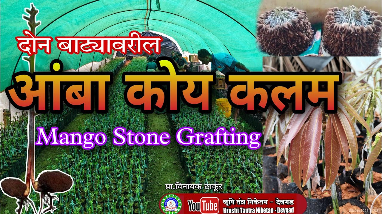 दोन बाट्यावरील आंबा कोय कलम. Mango Stone Grafting