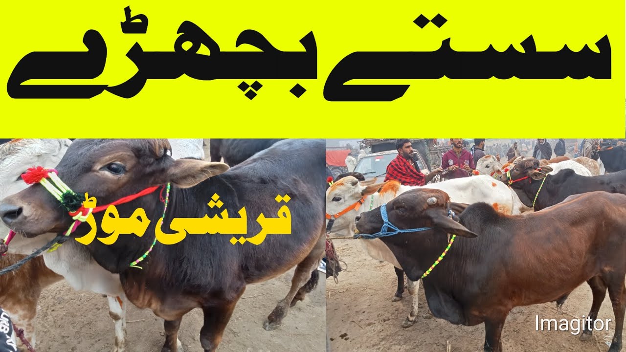 ڈیرہ اسماعیل خان قریشی موڑ بچھڑا منڈی آج | تازہ ریٹ | سستے بچھڑے2026 