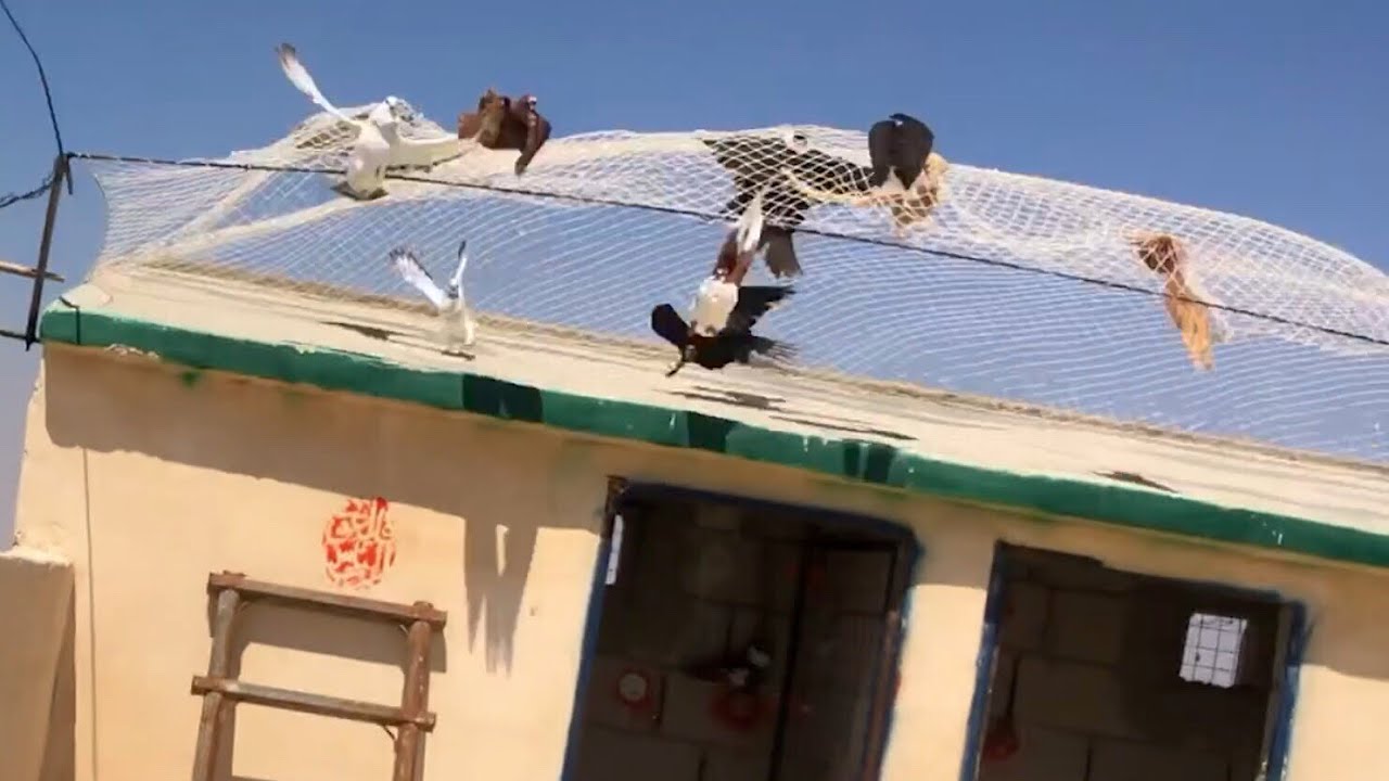 صيد صيد مزاهر ازرق الطير ثلث رباع النسل عذبني حتى نزل 😤