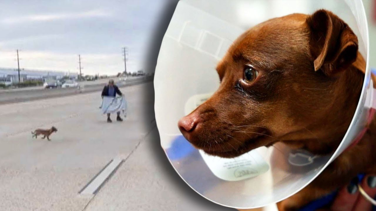 Runaway Dog Reunites With Owner After Running Across Highway