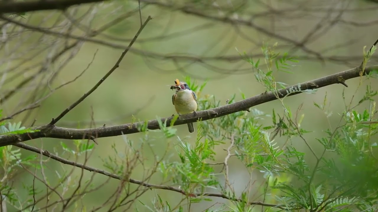 Sacred Kingfisher going ham on a bug