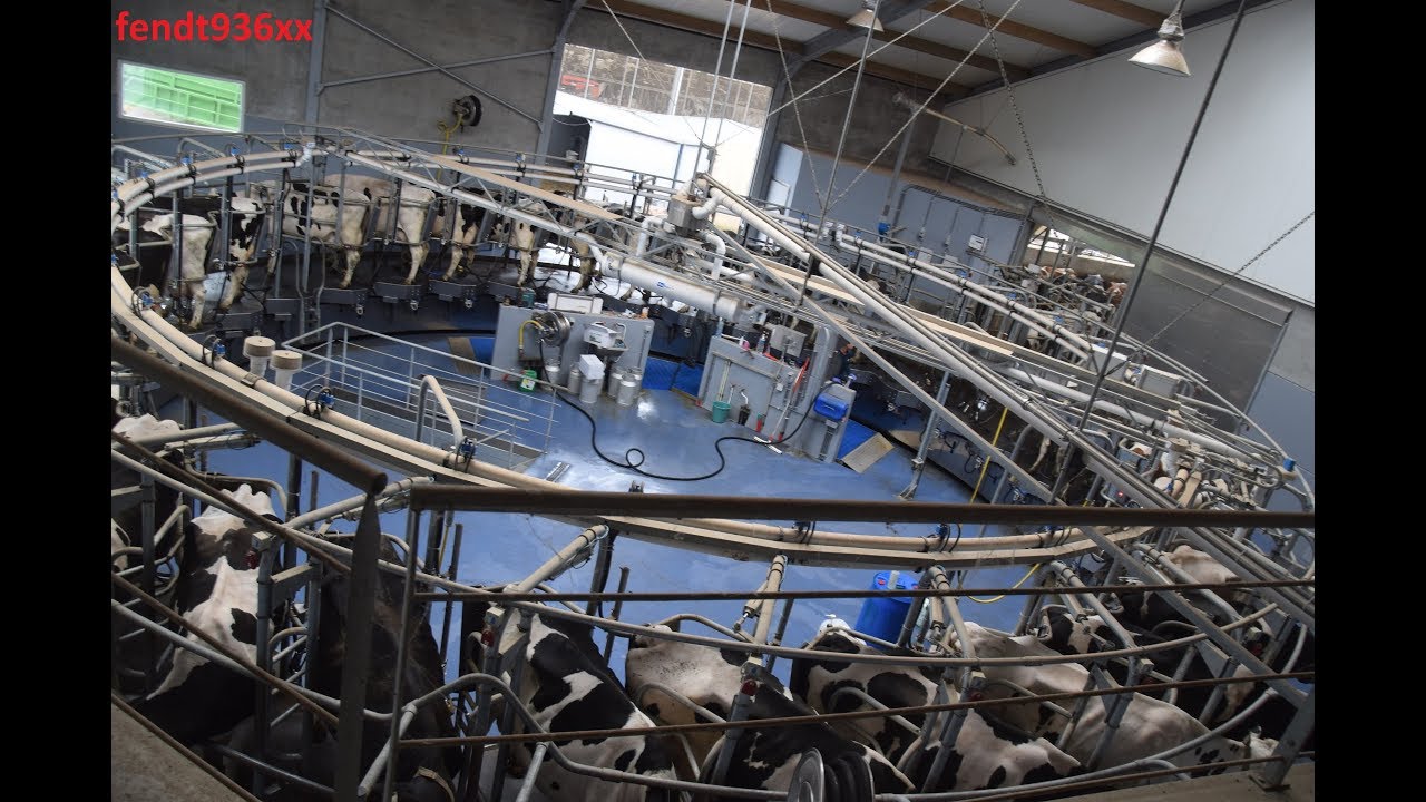 Traite des vaches en carrousel roto BouMatic 34 places