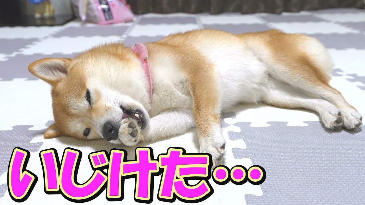 兄柴犬とのガチ勝負に敗れ、放心状態に陥ってしまった妹柴犬・・・
