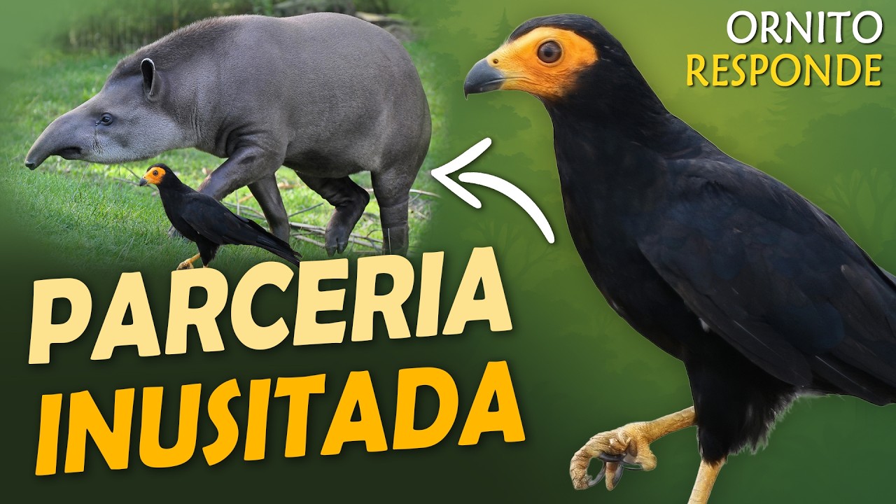 CANCÃO-DE-ANTA: AVE que usa a ANTA para Caçar? | Ornitólogo Responde #75