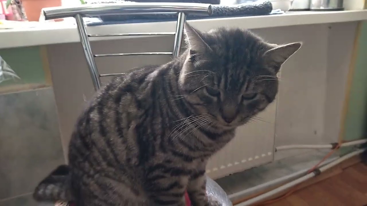 Cat Lisa Watches the Street, Barsik Loves to Sit on a Chair