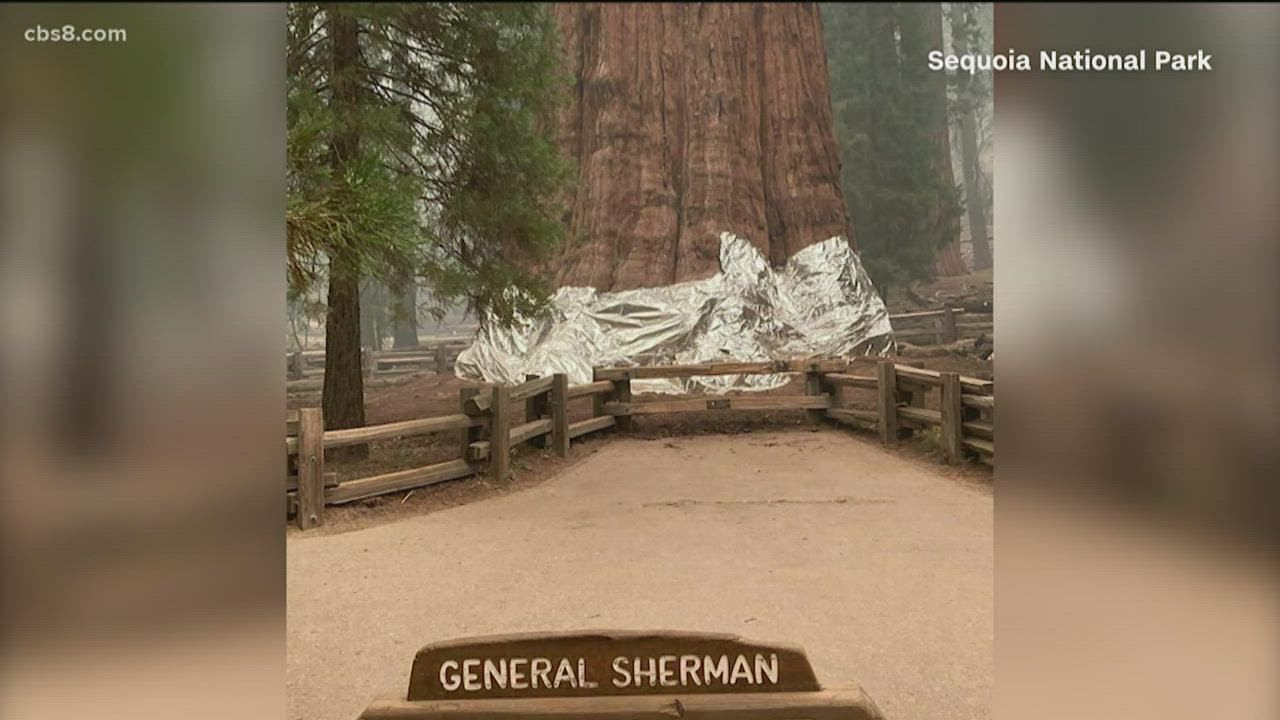 Efforts to save Sequoia National Park trees from wildfire