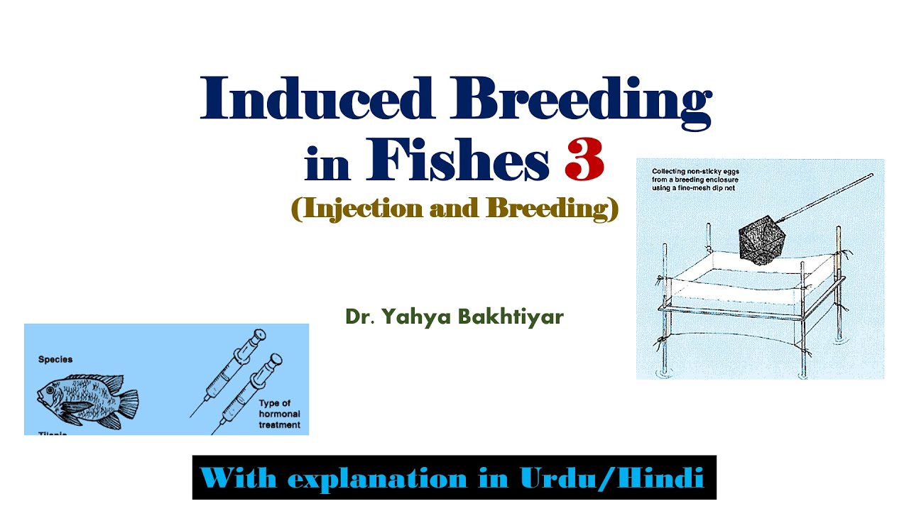61 Induced breeding in Fishes (Injection, breeding, spawning) Part 3|Hypophysation technique|