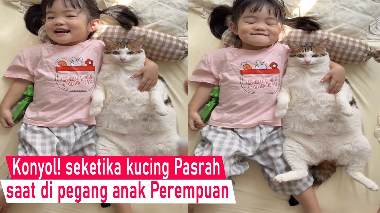 Heran tapi Lucu! kucing cuma Nurut sampai Pasrah saat di Bersama Anak Perempuan/kompilasi kucing