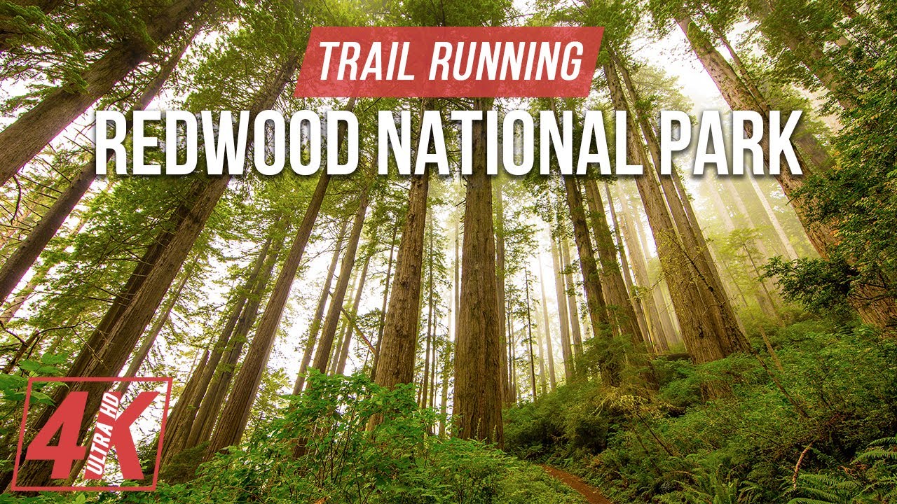 Jogging through the Redwood National and State Parks - 4K Virtual Trail Running to a Fitness Music