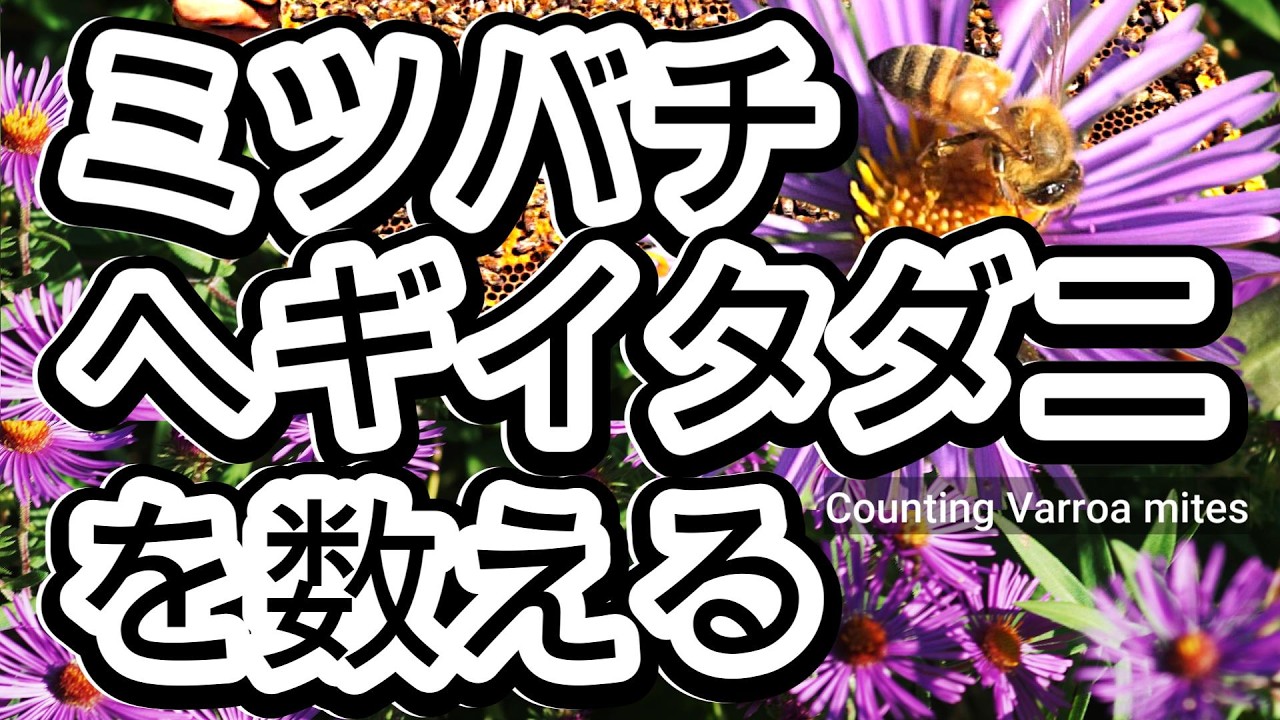 晴蜂雨読 No. 66／今秋のミツバチヘギイタダニ被害は昨年を上回るとの声も／ダニの寄生率を計算する／ 2025年9月、その3／山崎亮一／日英字幕付／Counting Varroa Mites／Sub