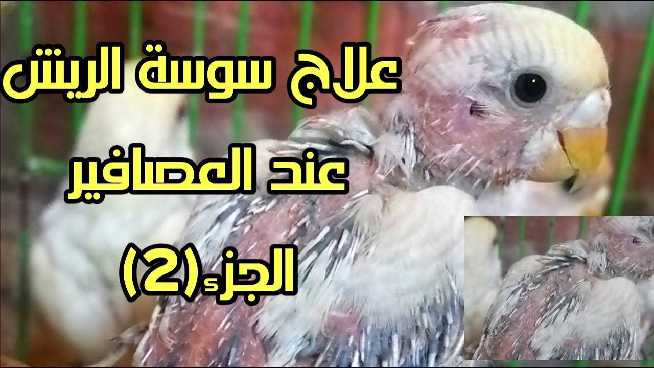 العصافير البادجي |علاج سوسة الريش عند العصافير البادجي وجميع طيور الزينةوشرح عملي فعال جدا بفضل الله