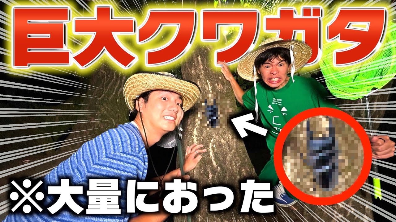 【青春】アラサー本気のクワガタ取りが最高に楽しいwww