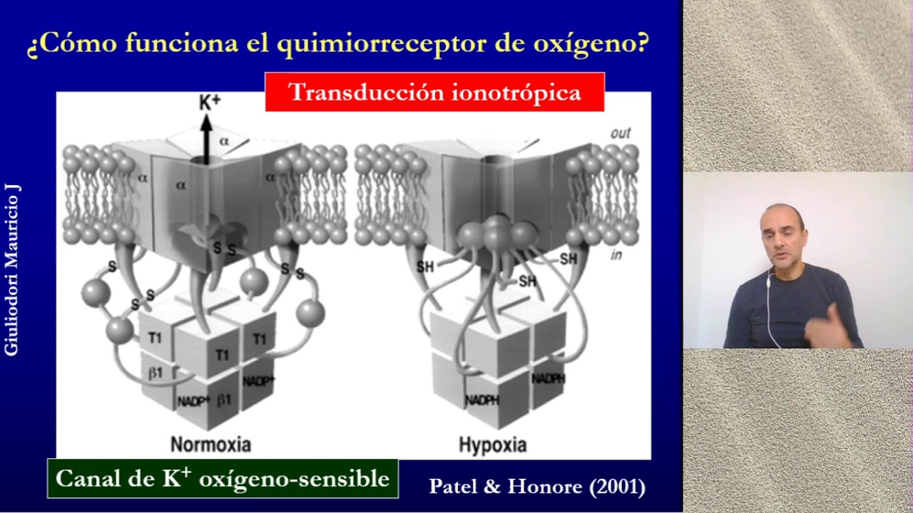 Regulación homeostática de la presión arterial de O2 rápido, simple y fácil en 5 minutos