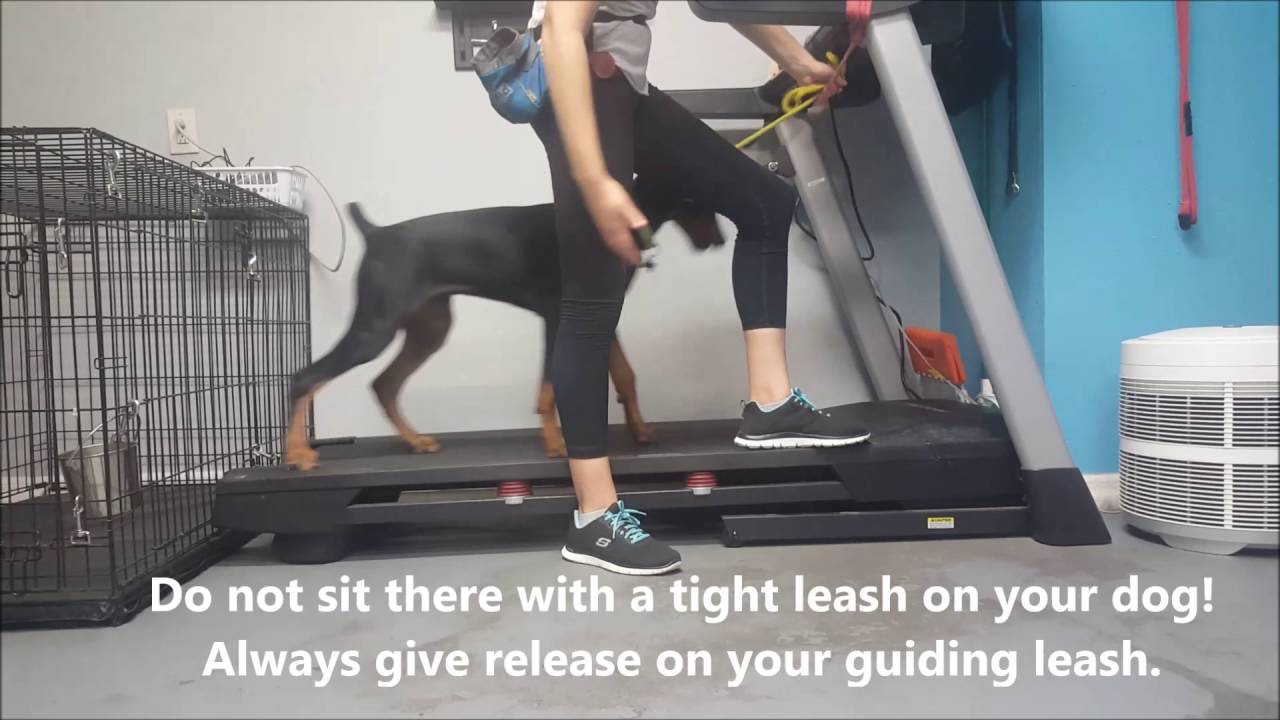 How-To: Introduing a Dog to the Treadmill | Take the Lead K9 Training