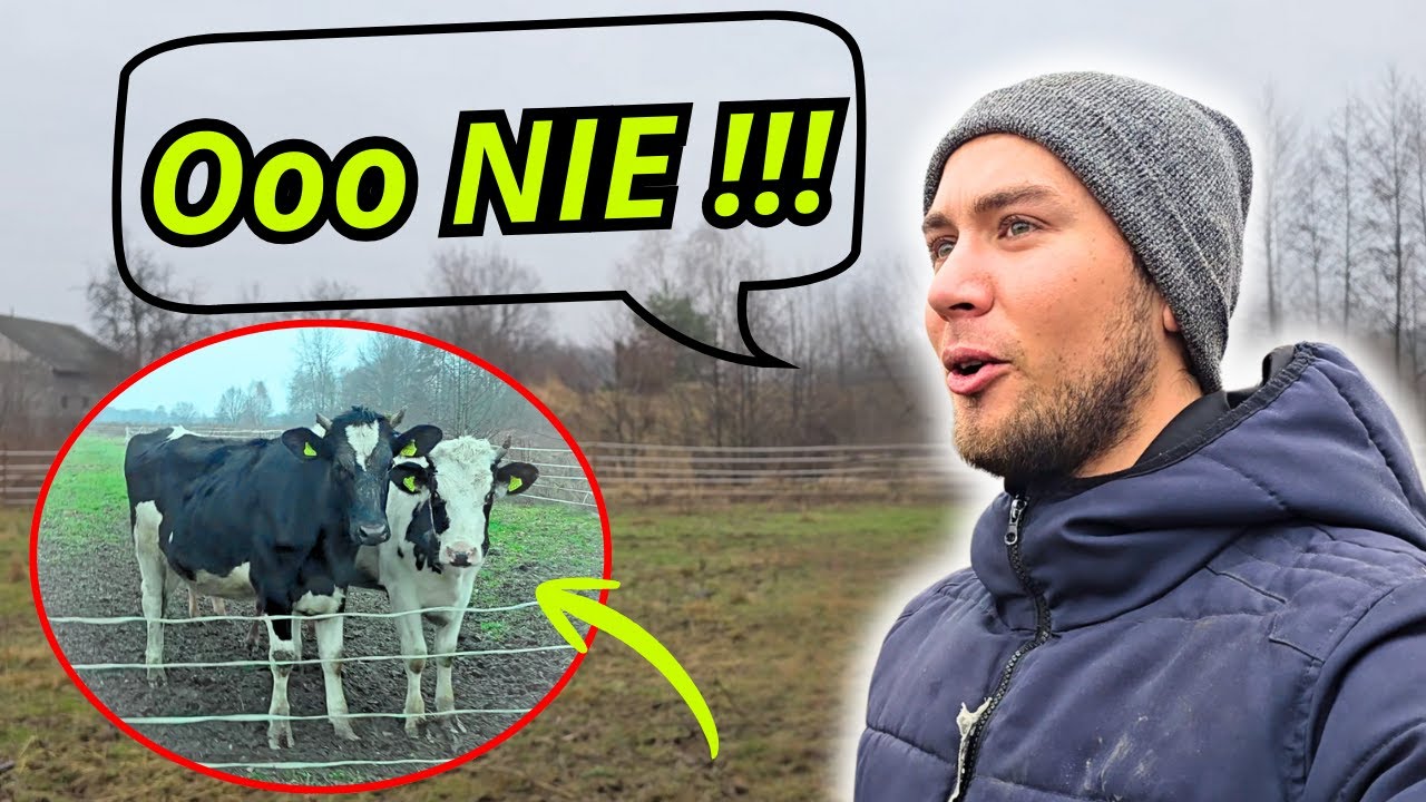 Krowy i kozy UCIEKAJĄ... Co tu się dzieje!?