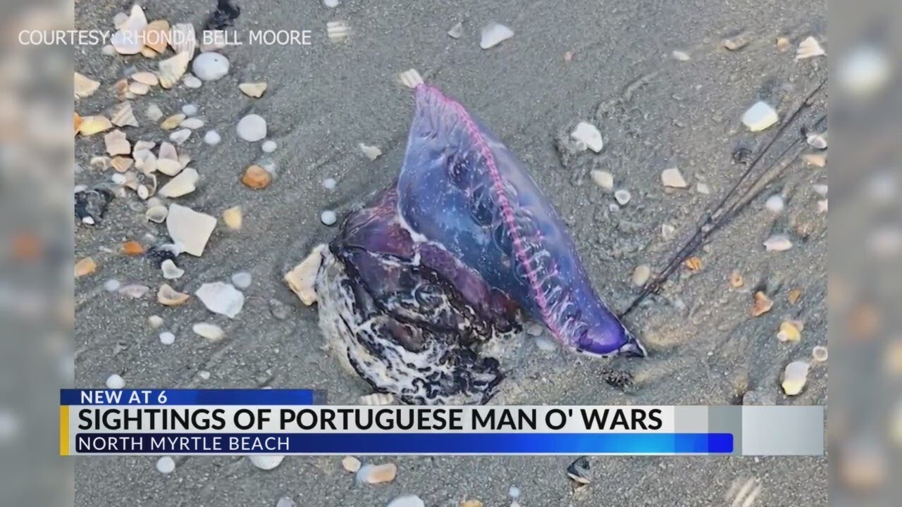 Portuguese man-of-wars spotted in Myrtle Beach, North Myrtle Beach