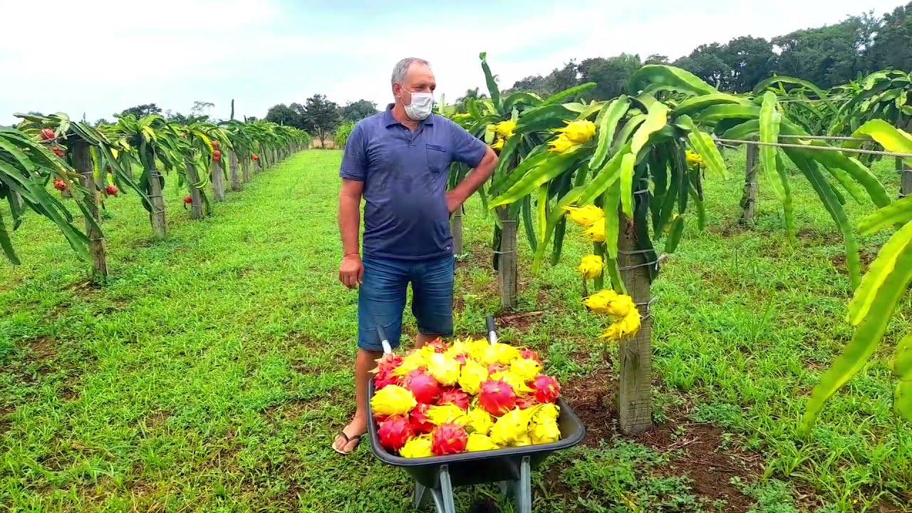 Colheita Pitaya Golden Israel e Catarina