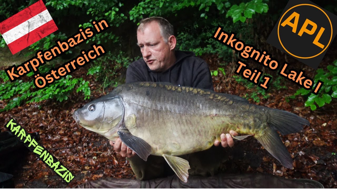 Karpfenbazis am Inkognito I in Österreich ITeil 1I  Karpfenangeln in Österreich