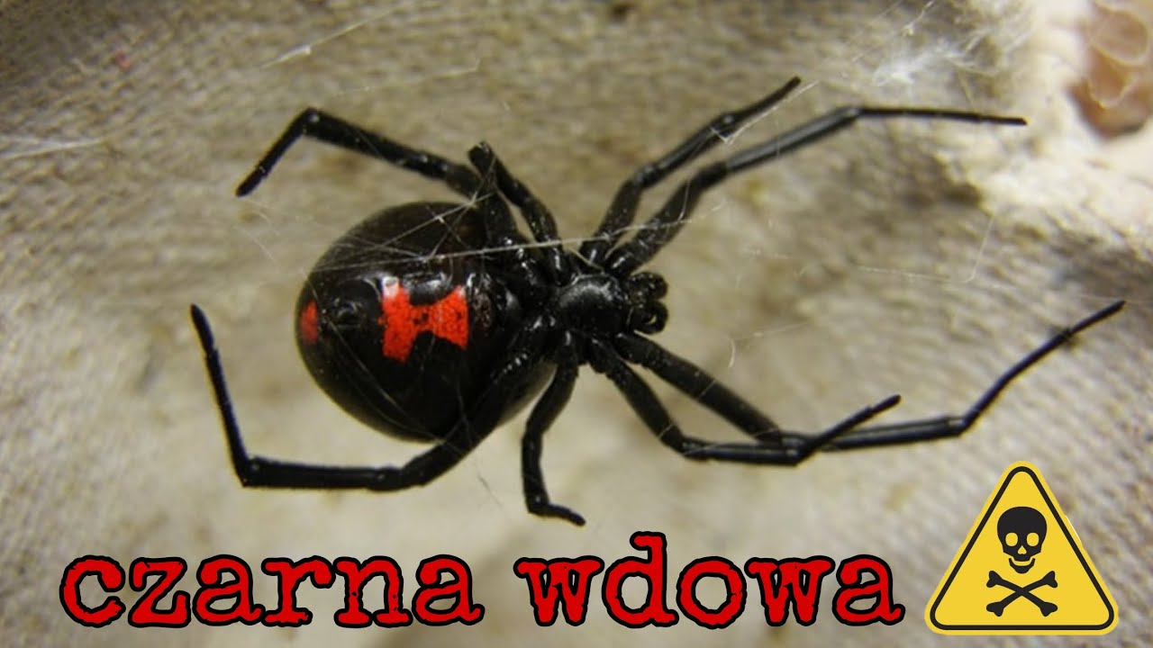 kupiłem czarną wdowe! - (latrodectus obscurior) śmiertelnie niebezpieczna?💀🚫