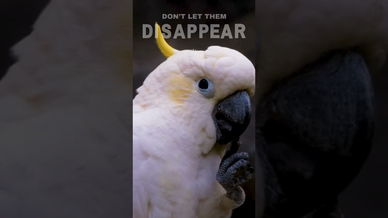 The World's Most Endangered Birds