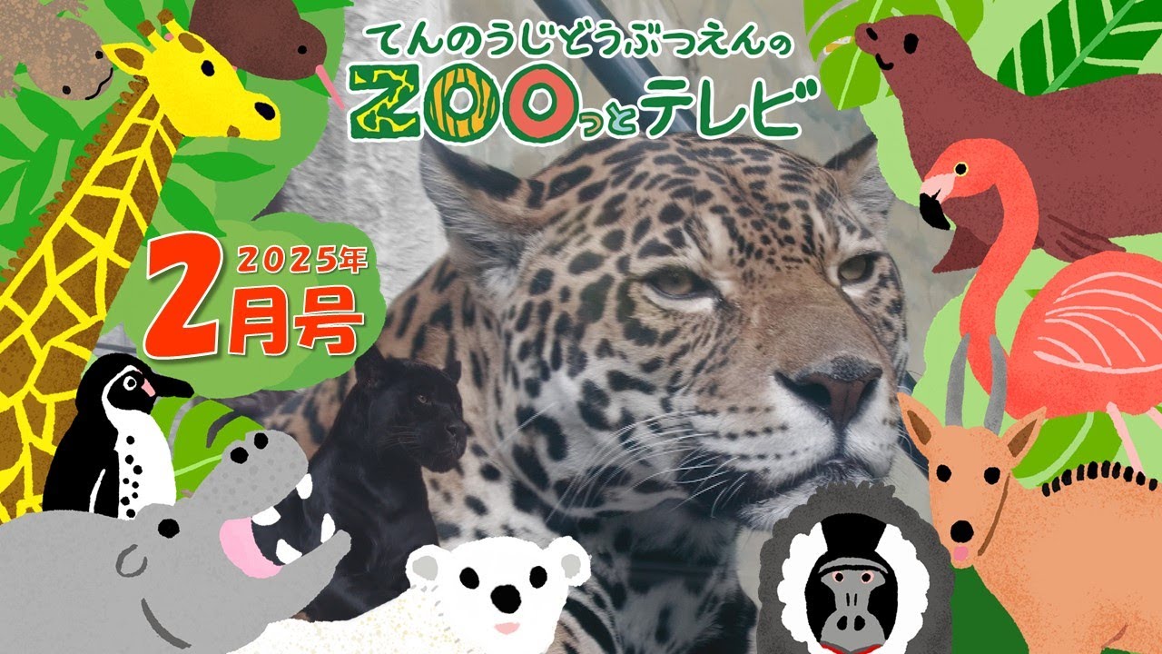 第32回てんのうじどうぶつえんのZOOっとテレビ ｜ 公式HPでプレゼント企画実施中！ 天王寺動物園｜2025年2月号