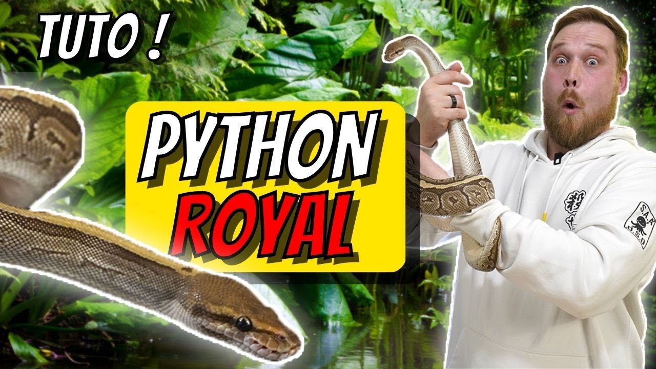 Le PYTHON ROYAL ! Comment BIEN s'en OCCUPER en terrarium BIOACTIF ! TRUCS & ASTUCES [ Ani' Mood ]