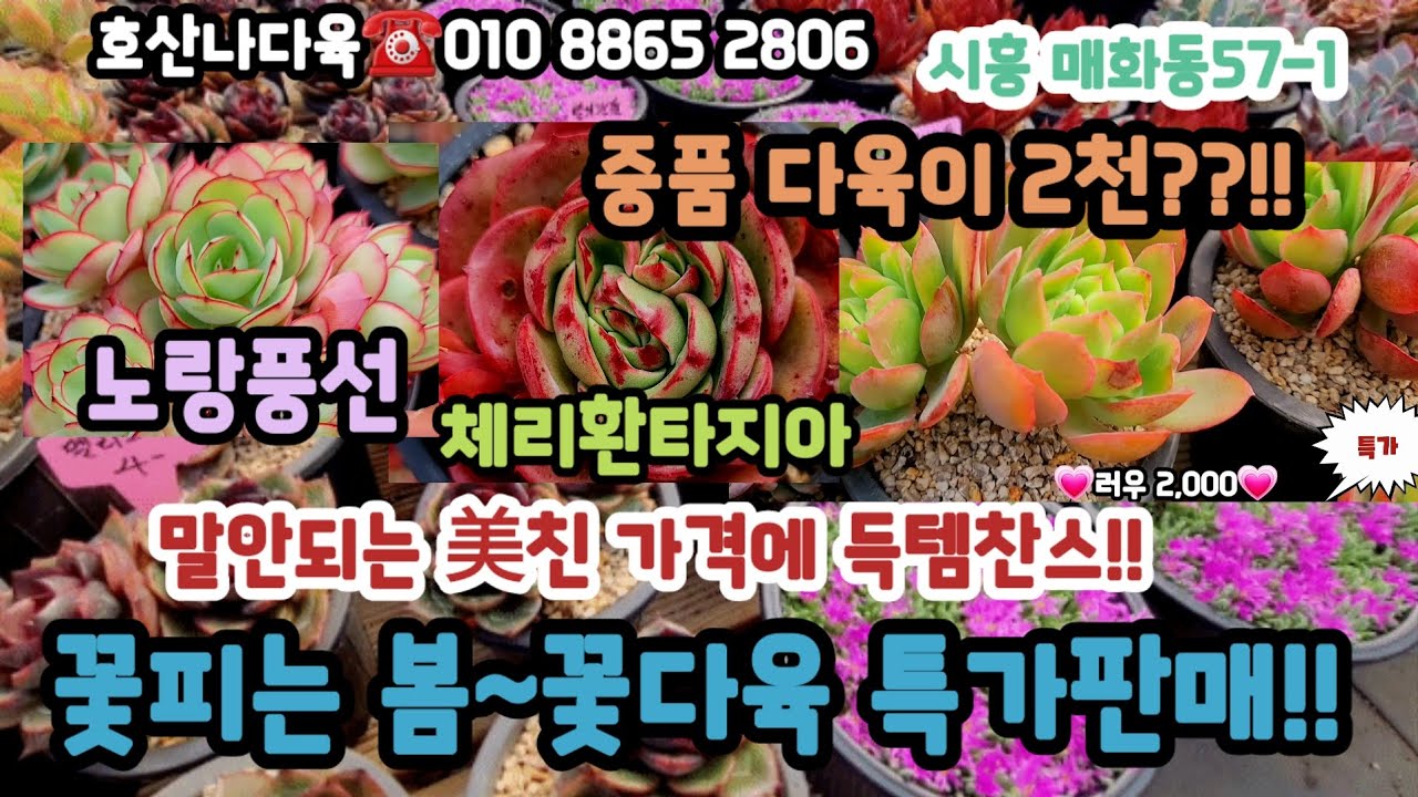 호산나다육에 완판예감다육 특가다육 대출현!! 러우 블루엘프 러우 2천 부터 노랑풍선 파스텔등#초보다육 #다육쇼핑 