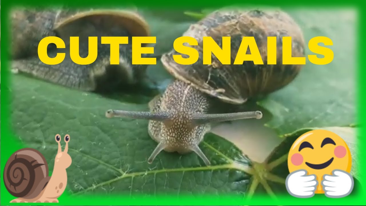 FUNNY SNAILS DANCE/KOMIK Salyangoz DANS/搞笑的脚舞/رقصات مضحكة/फनी SNाइंस नृत्य