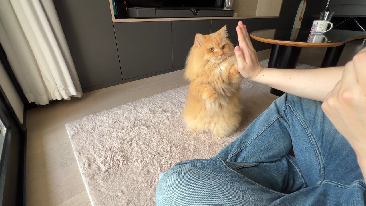 Trick & Treat with My Cat - Day 15