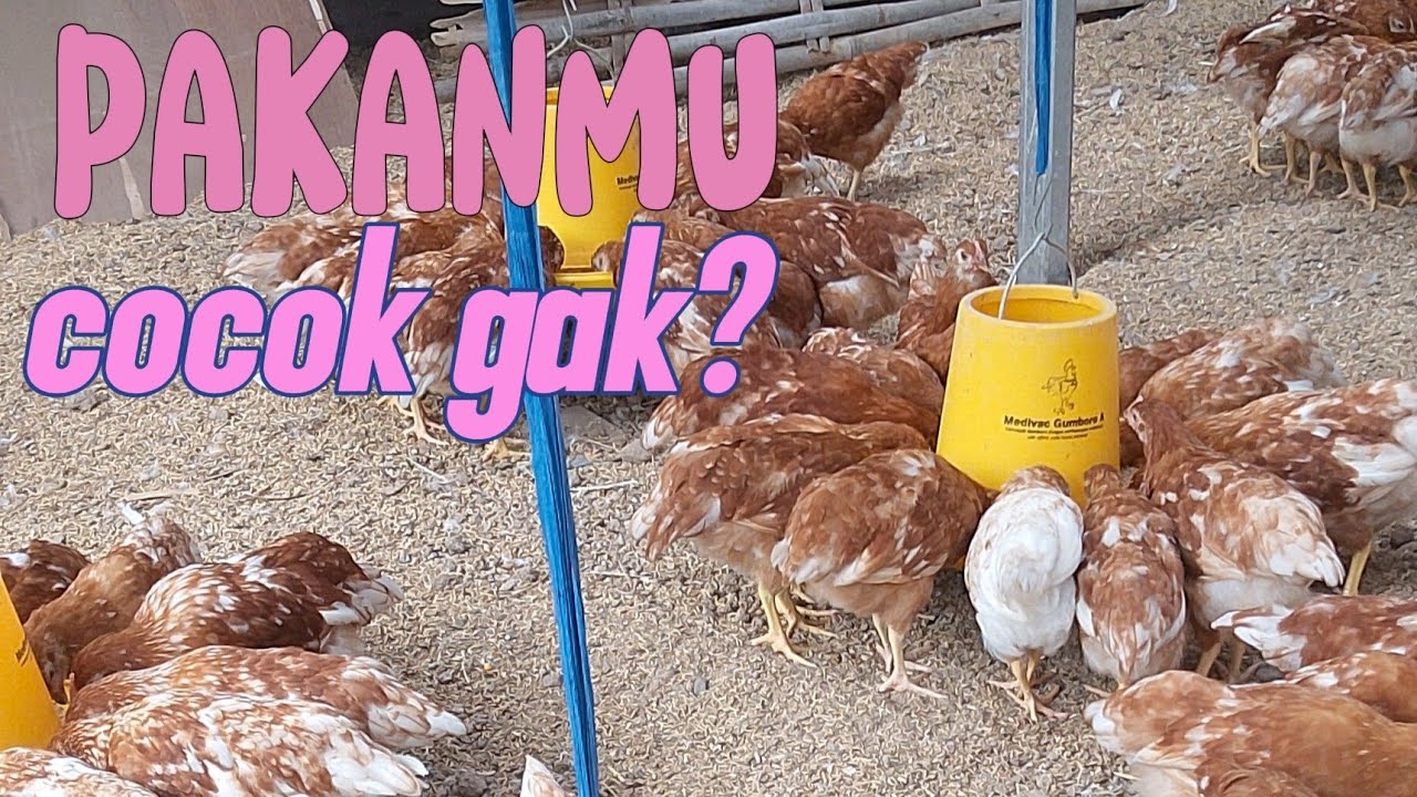 Cara memilih pakan ayam yang cocok buat ayam yang kita pelihara 