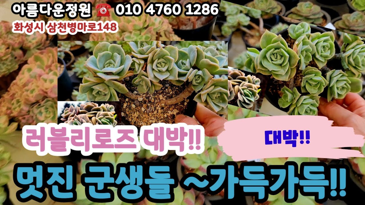 아름다운정원에 예쁜다육들 가득!! 러블리로즈 아리엘 산타루이스 로라등#초보다육 #다육쇼핑
