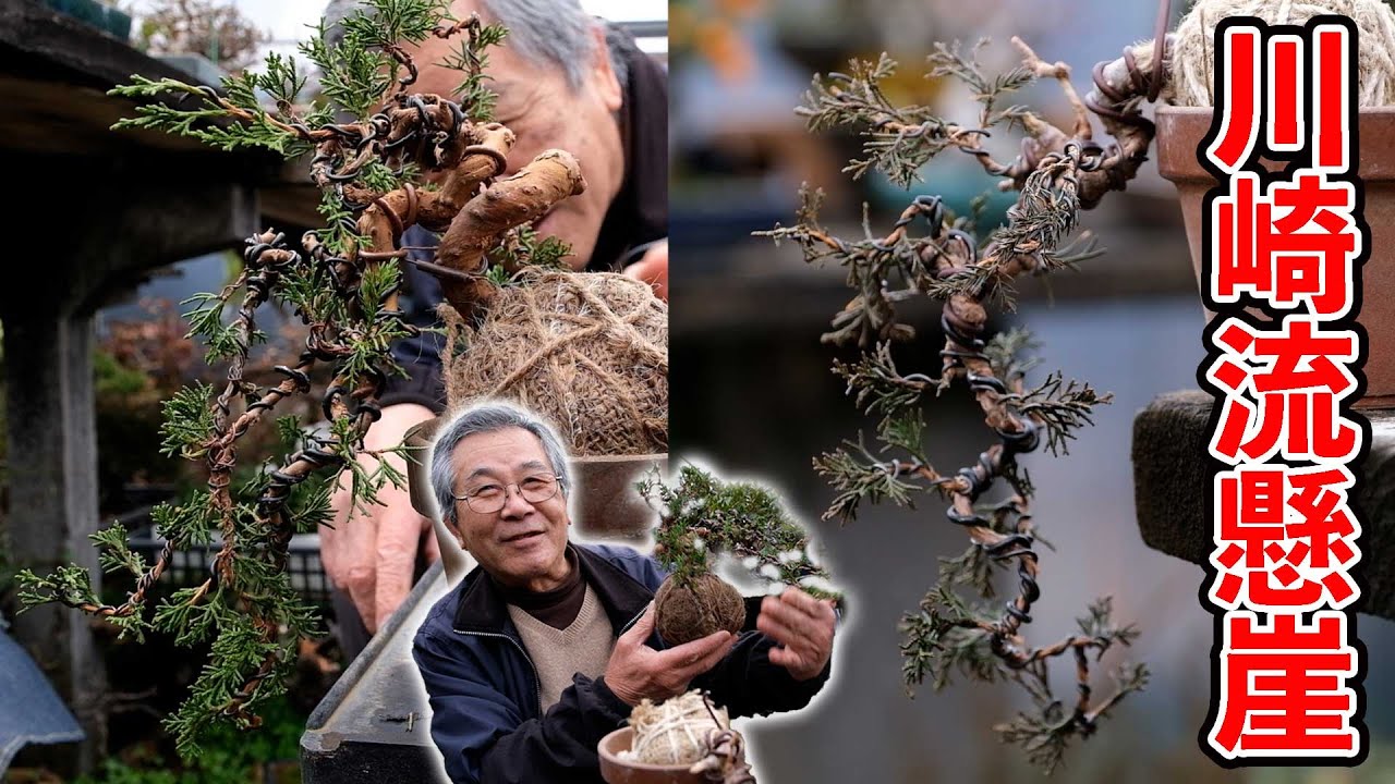 【真柏】懸崖ブーム到来⁉川崎流、細くて長い懸崖を作ろう【盆栽Q】