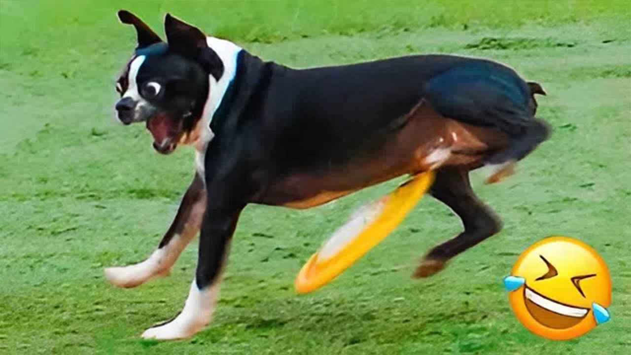 Smarty Funny Animal Video Clips 😹🐶 The Funniest Cat & Dog Moments Compilation 😁.