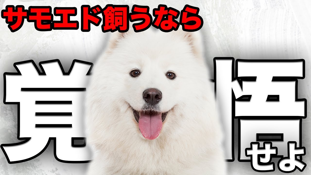 【解説】迎える前に1度見て！サモエドの魅力や注意点について教えます！