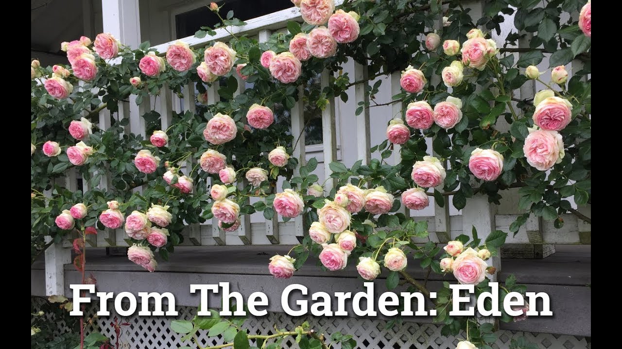 Eden: Climbing Rose