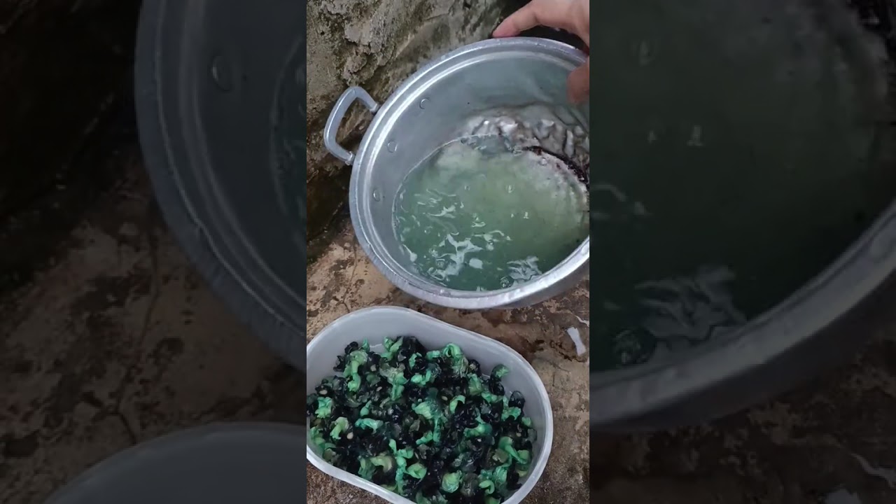 Video full tumis berungun sama oseng daun singkong #masakansederhana 
