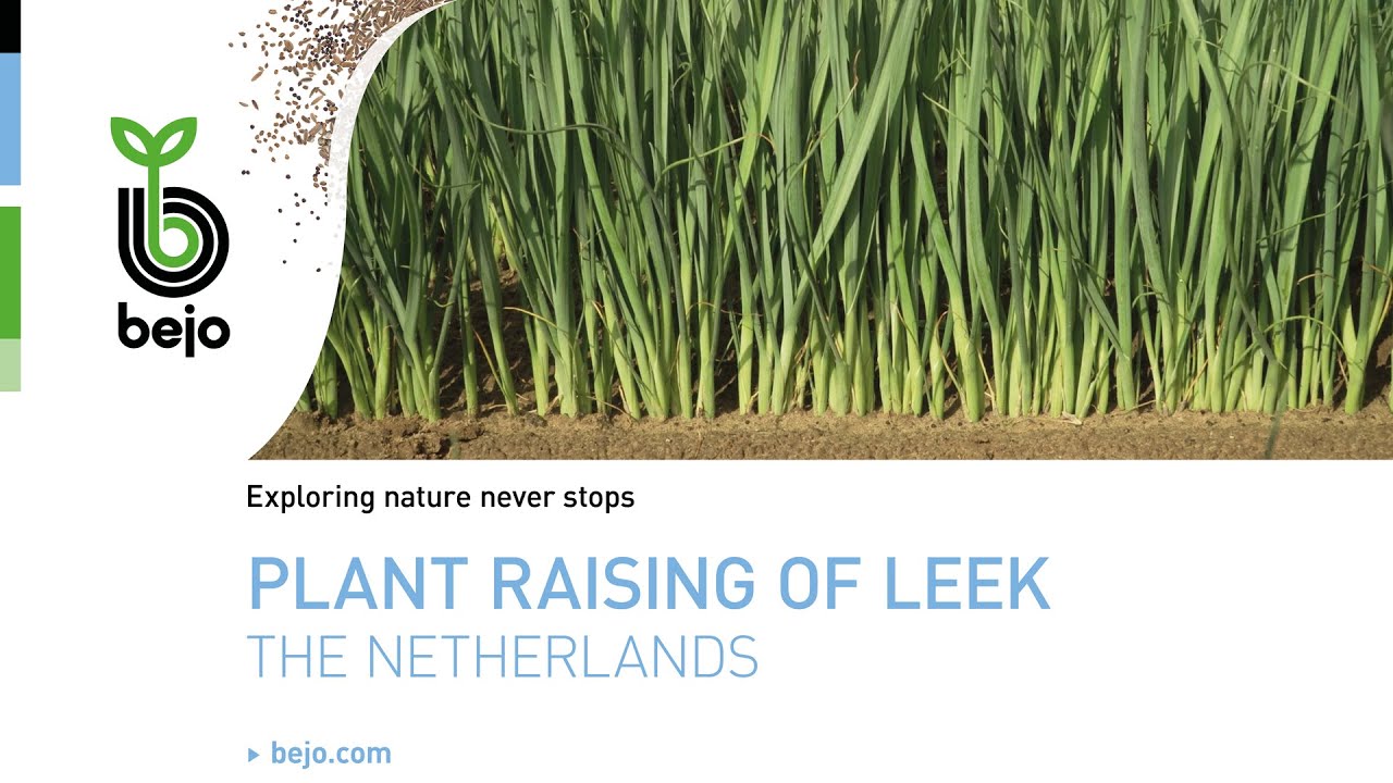 BEJO | Plant raising of leek