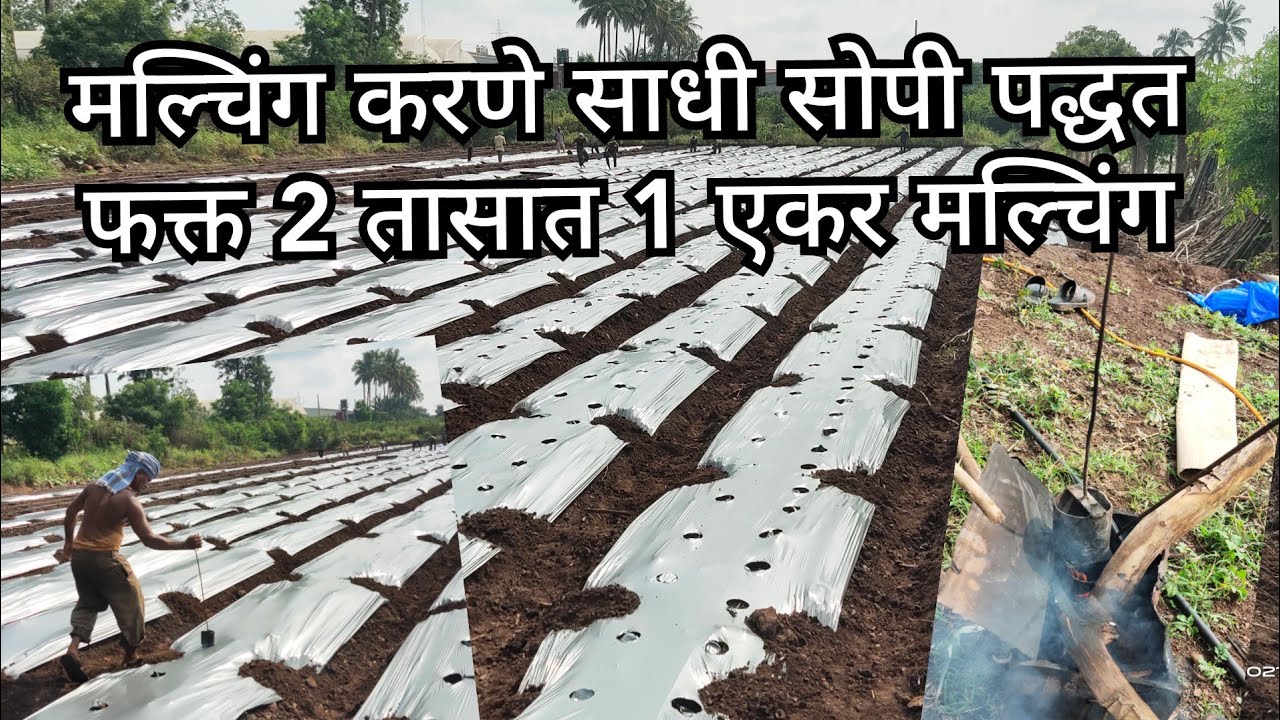 मल्चिंग करणे सर्वात साधे सोपे | 2 तासात मल्चिंग पूर्ण | #मल्चिंग #कृषी_भरारी