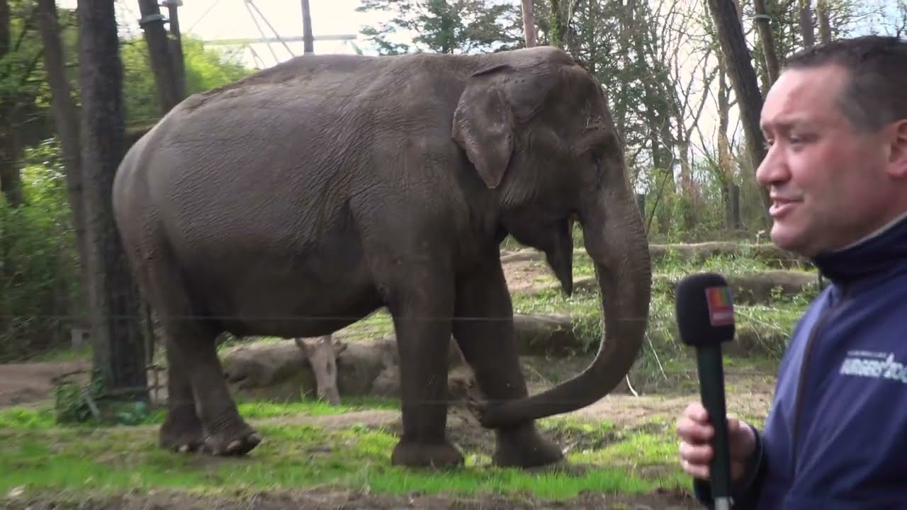 Bij de olifanten 🐘 | 🔴 Live video 🔴