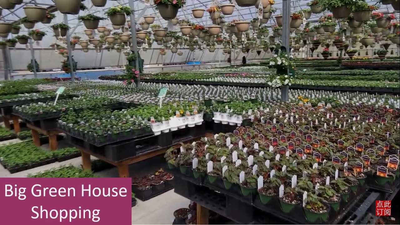 美国农村小镇传统园艺店（Mennonite) / What I bought at this big green house