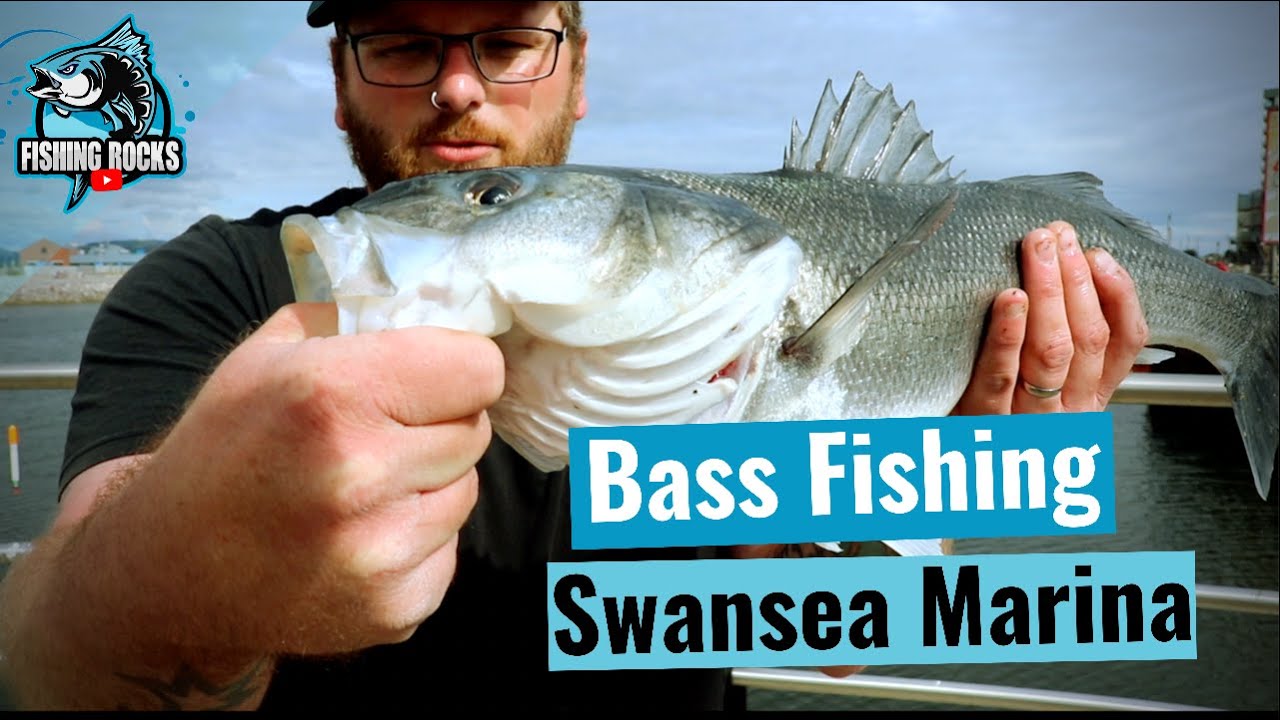 Bass fishing Swansea Marina