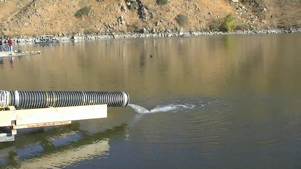 HD Video - Huge Trout Stocking - 20+ Pounders !!