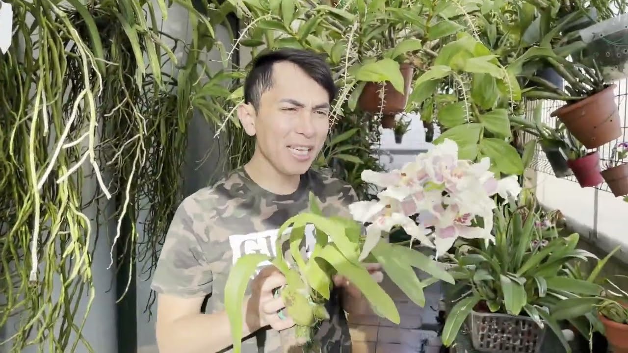 Pequeño Tour  Con mis plantas con flor y frutos(Dendrobium Amabile)