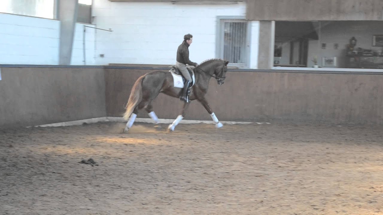 Hengst (Floriscount/Weltmeyer/Daidalos/A Jungle Prince)