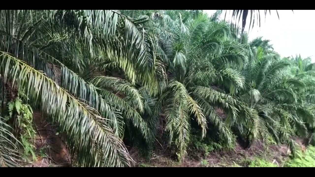 Kondisi kebun kelapa sawit di terasan areal berbukit
