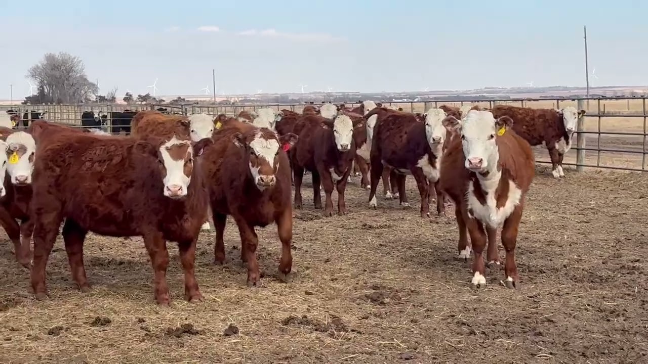 Dwyer Ranch Replacement Heifers